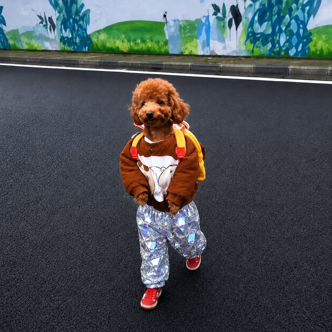 dogwifpants — the dog in holographic pants and red trainers